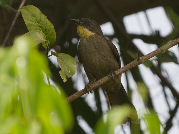 <h3><a href="/trips/gambia/biota/animalia/chordata/aves/040 passeriformes/074 pycnonotidae/atimastillas flavicollis/atimastillas flavicollis-nl.html">Atimastillas&nbsp;flavicollis</a> / Yellow‑throated&nbsp;leaflove / Geelkraagbuulbuul</h3>OM-1 Mark II met OLYMPUS M.150-400mm F4.5, 1/2000 sec  bij F4.5, ISO 800, afstand 22.2&nbsp;m